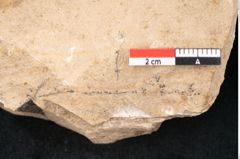 Foto (Detailansicht) von Plantae indet.  (NHMW-GEO-2024-0188-11499)